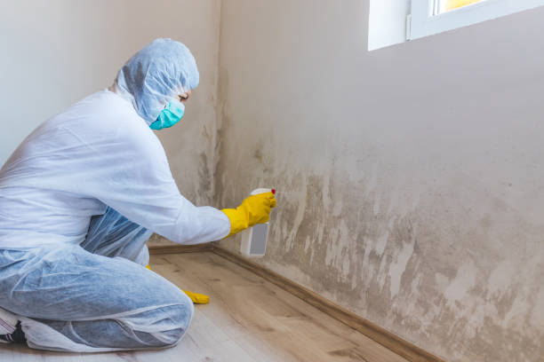 Licensed Mold Remediation service in Kingston, TN - WQB Mold Removal